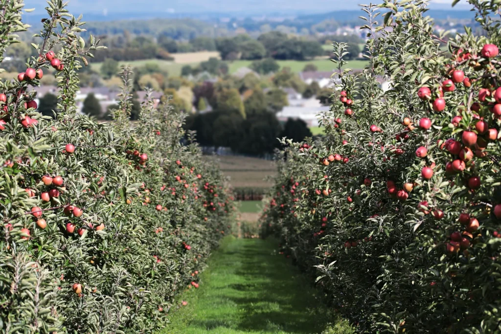 Blattwerk obstbaumschnitt 2